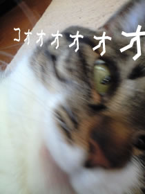 c0035001_2054586.jpg
