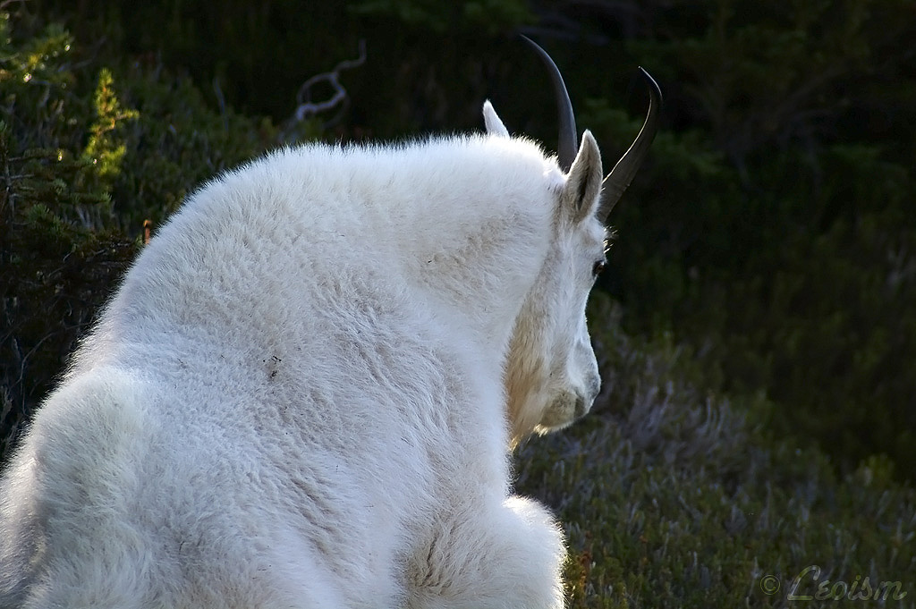c0080101_138068.jpg