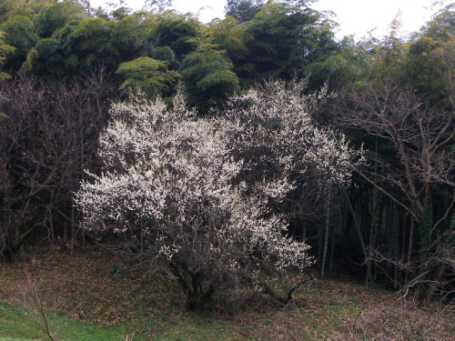 c0036203_20385243.jpg