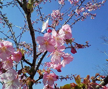 c0017505_1694044.jpg