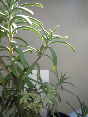 f0153806_21431049.jpg