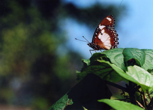 b0052108_132283.jpg