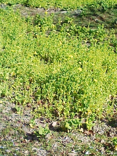 a0048609_15293513.jpg