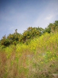 f0133814_1820473.jpg