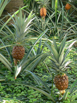 e0148120_135355.jpg