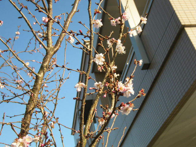 a0119132_16573815.jpg