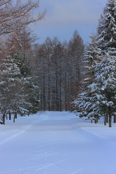 d0069235_5133734.gif