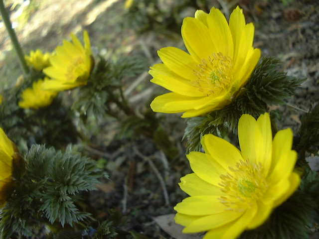 f0039281_21245523.jpg