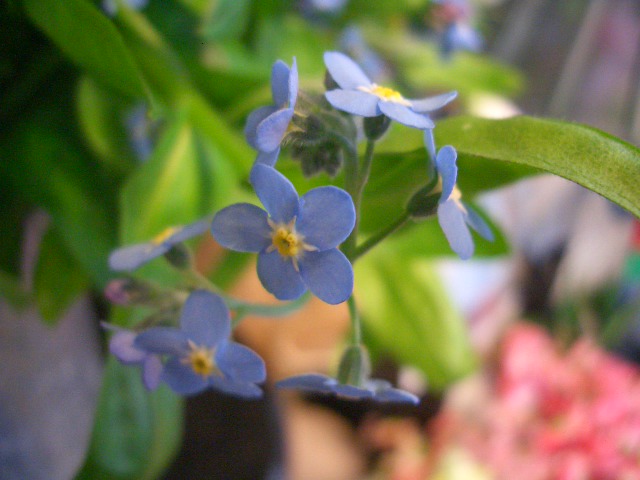 d0050713_1721547.jpg