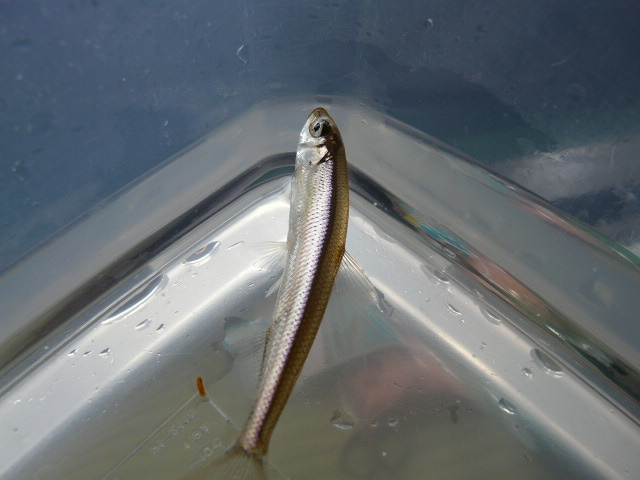 e0147226_22124162.jpg