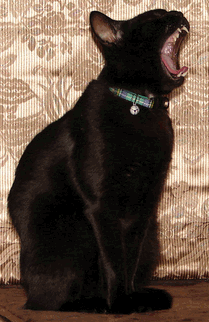c0136736_1831418.gif