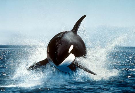 アマトリッチャーナ号 #24 命を継ぐ者 海に響くクジラの歌