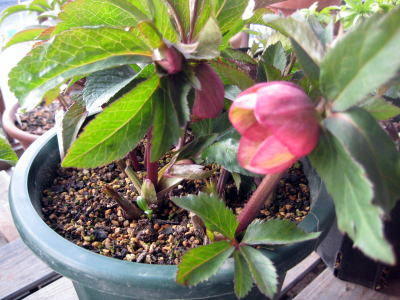c0147952_21454210.jpg