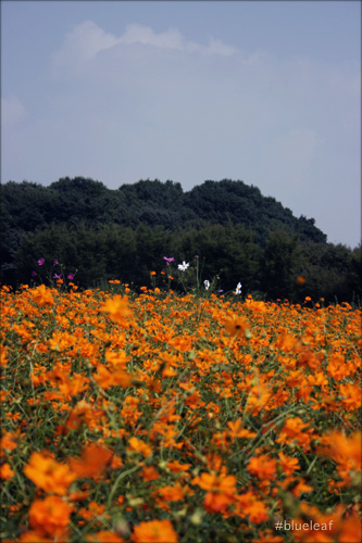 c0027369_101544.jpg