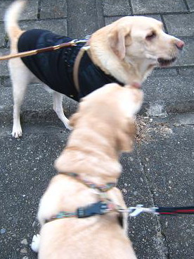 c0028792_2326299.jpg