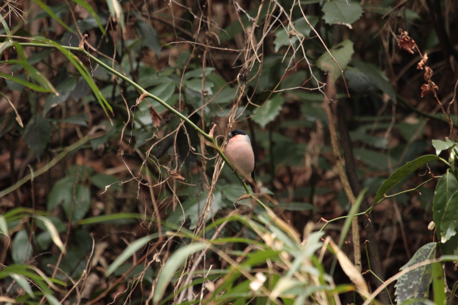 e0167295_0312255.jpg