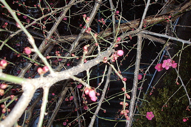 c0138198_10404375.jpg