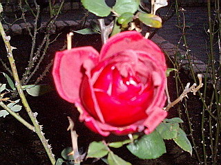 c0138198_10432065.jpg