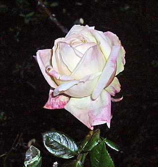 c0138198_1044277.jpg