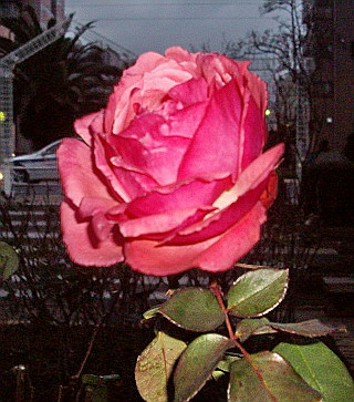 c0138198_10464753.jpg