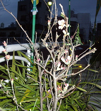 c0138198_10582770.jpg