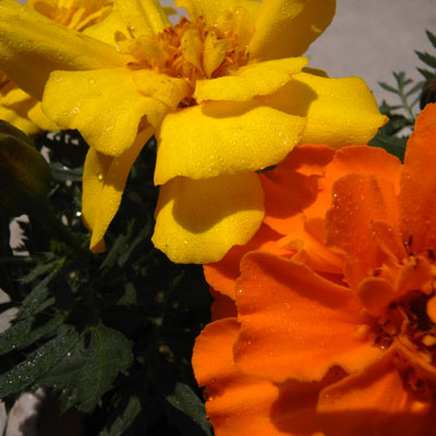 c0026612_813311.jpg