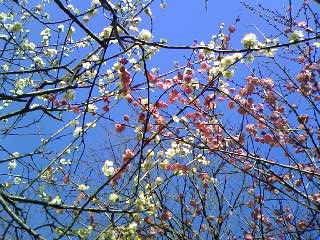 c0150520_2331949.jpg