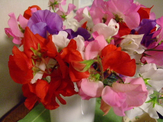 e0136420_94778.jpg