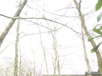 f0178726_2053566.jpg