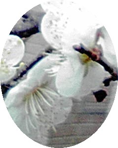 a0098027_15372185.jpg
