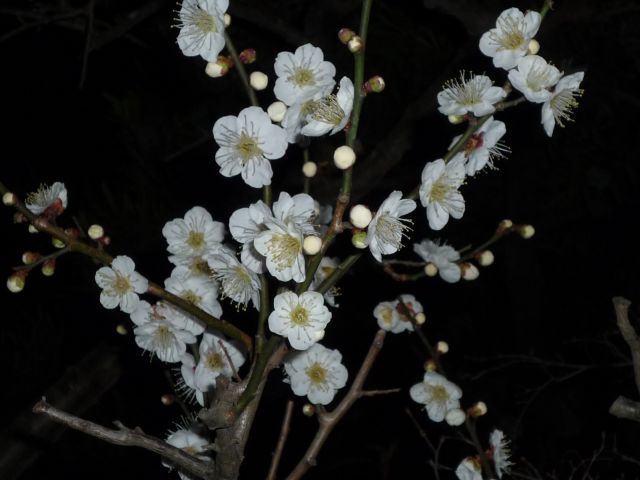 b0141664_029733.jpg