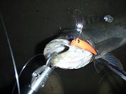 f0069890_058725.jpg