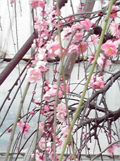 c0190411_16495832.jpg