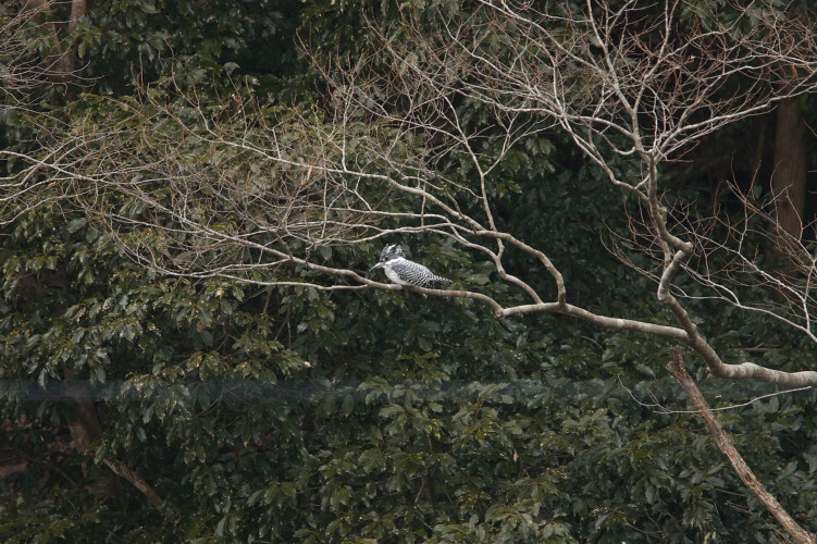 c0104226_222415100.jpg