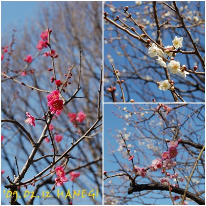羽根木公園の梅