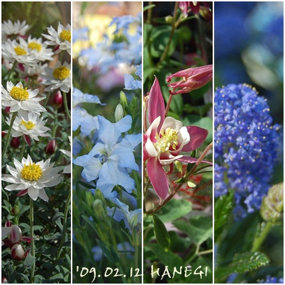 植木市の花