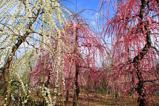 c0122445_18142045.jpg