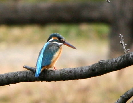f0181173_166561.jpg