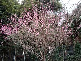 c0189683_16402642.jpg