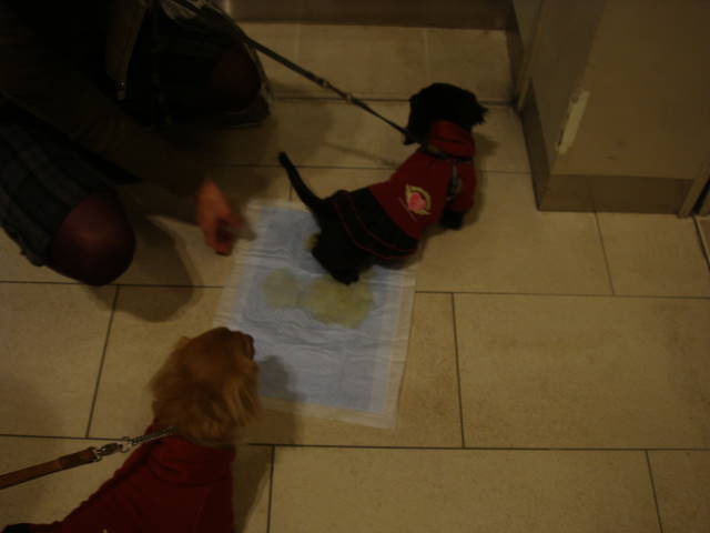 d0098295_0404957.jpg