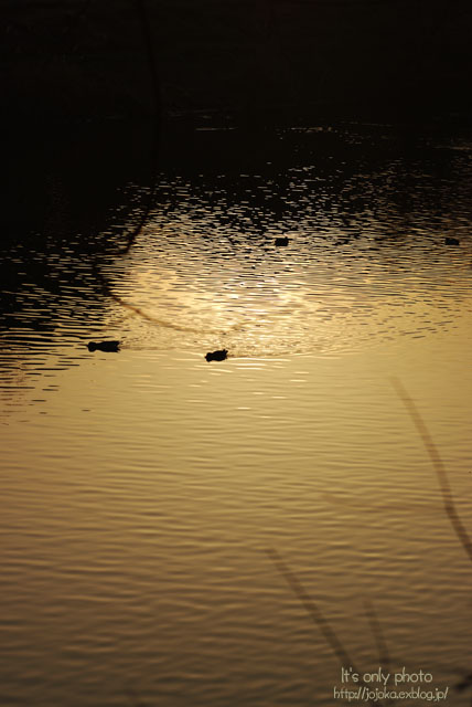e0008800_1473322.jpg