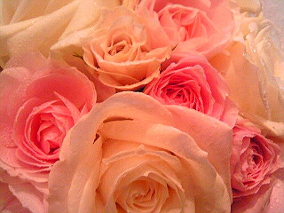 a0052621_81169.jpg