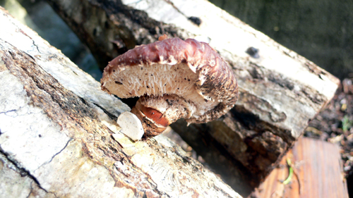 f0060424_1003729.jpg