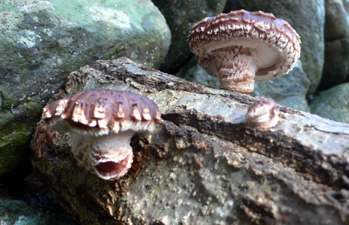 f0060424_1005265.jpg
