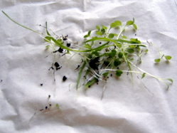 f0165831_0324763.jpg