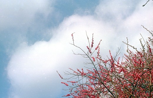 b0016043_19492724.jpg