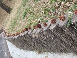 c0097558_162307.jpg
