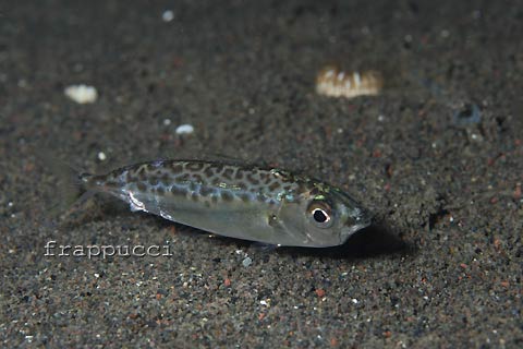 d0056263_8331636.jpg