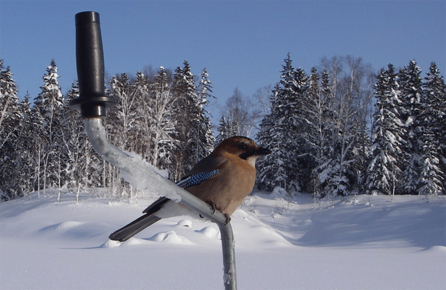 f0163063_16384250.gif