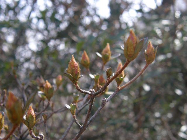 c0042869_623040.jpg
